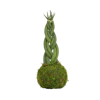 kokedama sansevieria cylindrica trenzada