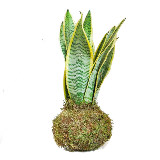 Kokedama Sansevieria
