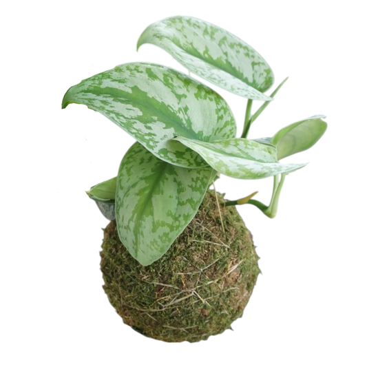 Kokedama Scindapsus Pictus