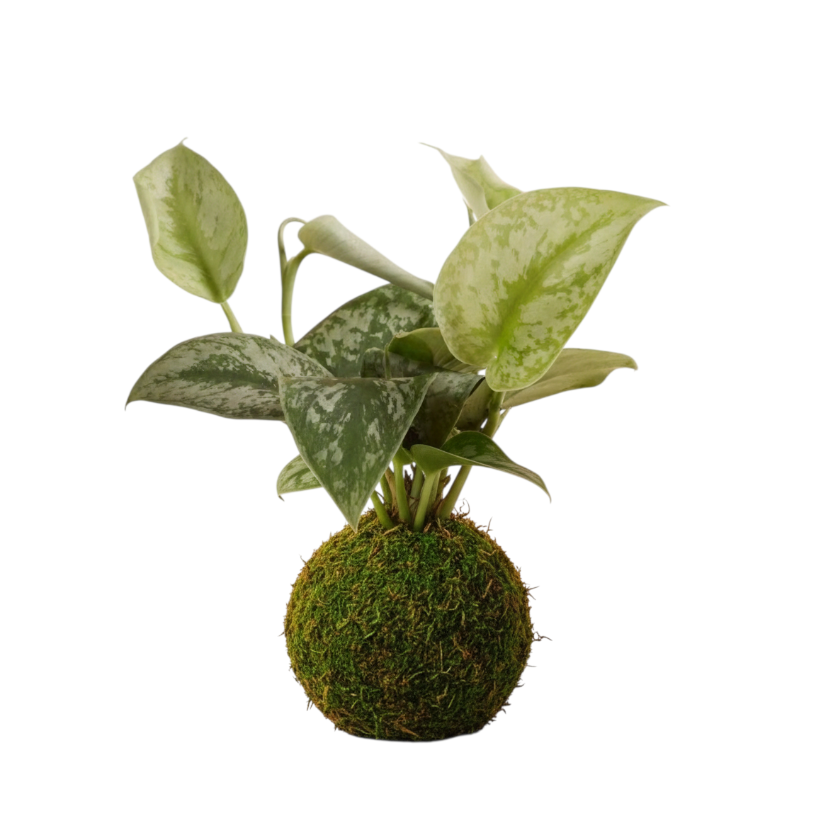 kokedama scindapsus pictus
