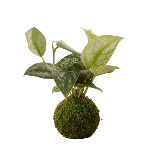 Kokedama Scindapsus Pictus