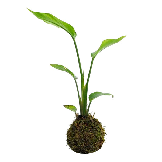 Kokedama Strelitzia