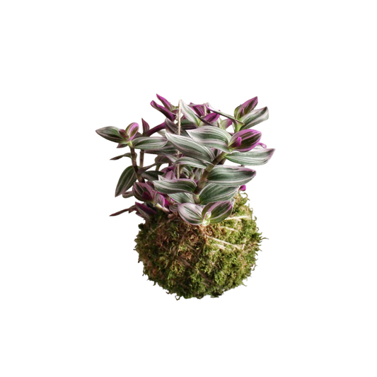 Kokedama Tradescantia Nanouk