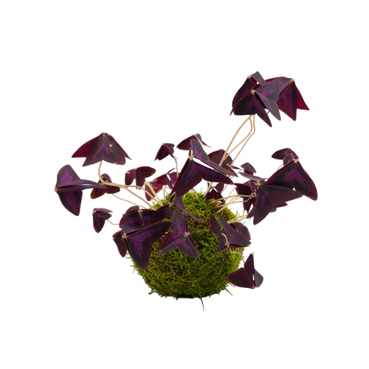 Kokedama Trébol Morado