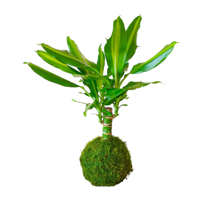 kokedama tronco brasil