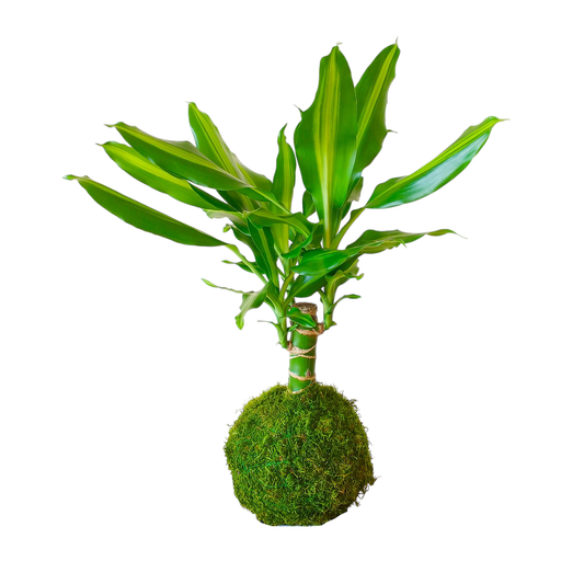 Kokedama Tronco de Brasil