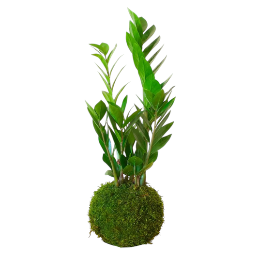 Kokedama Zamioculcas Zamiifolia