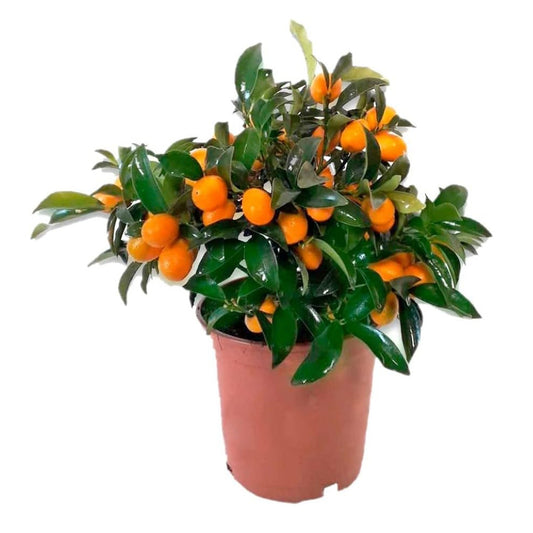kumquat arbol