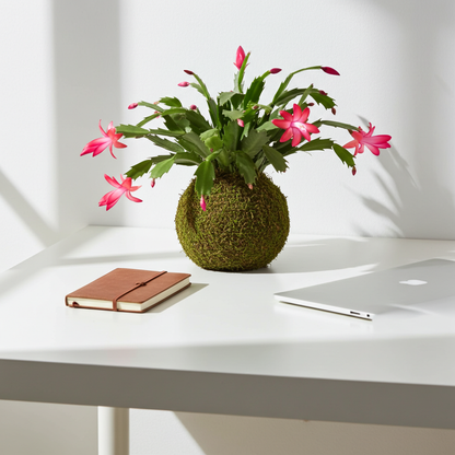 cactus schlumbergera