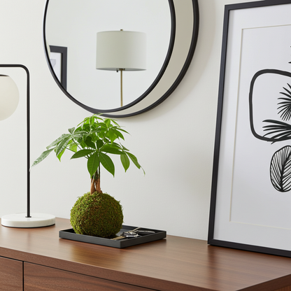 pachira kokedama decoalive