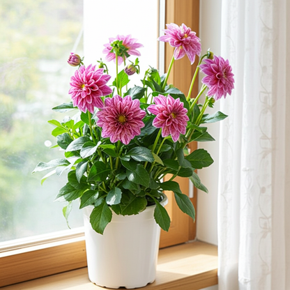 dahlia flor