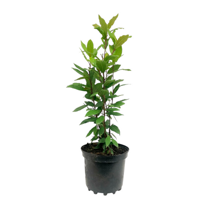 Laurel