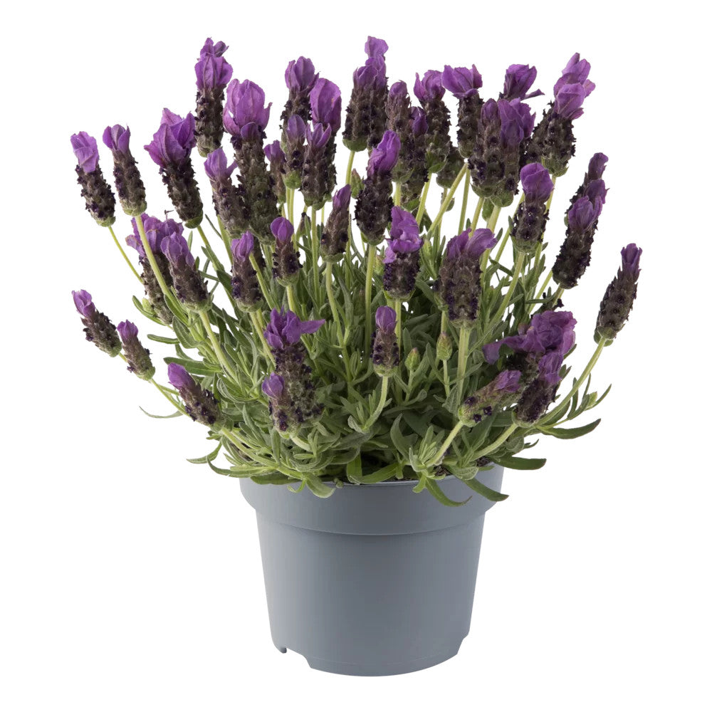 lavandula stoechas