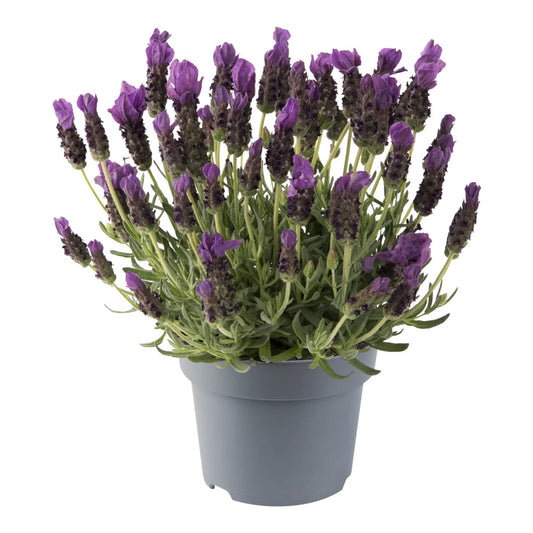 lavandula stoechas