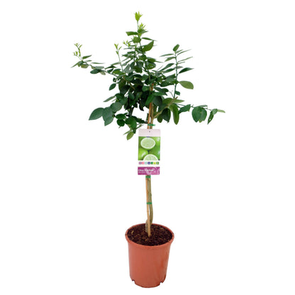 arbol lima
