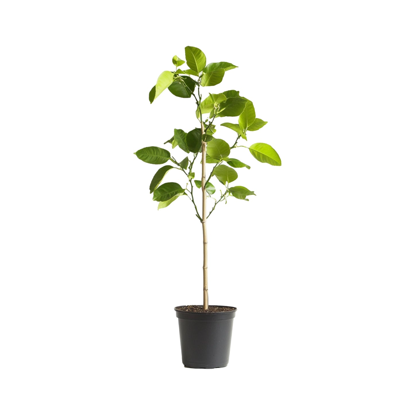 limonero arbol