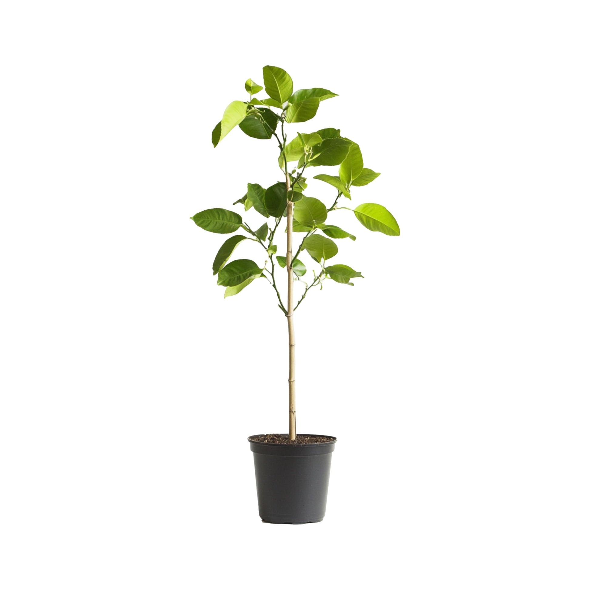 limonero arbol