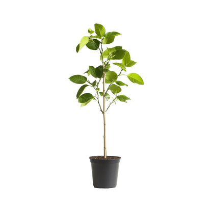 limonero arbol