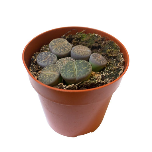 Lithops