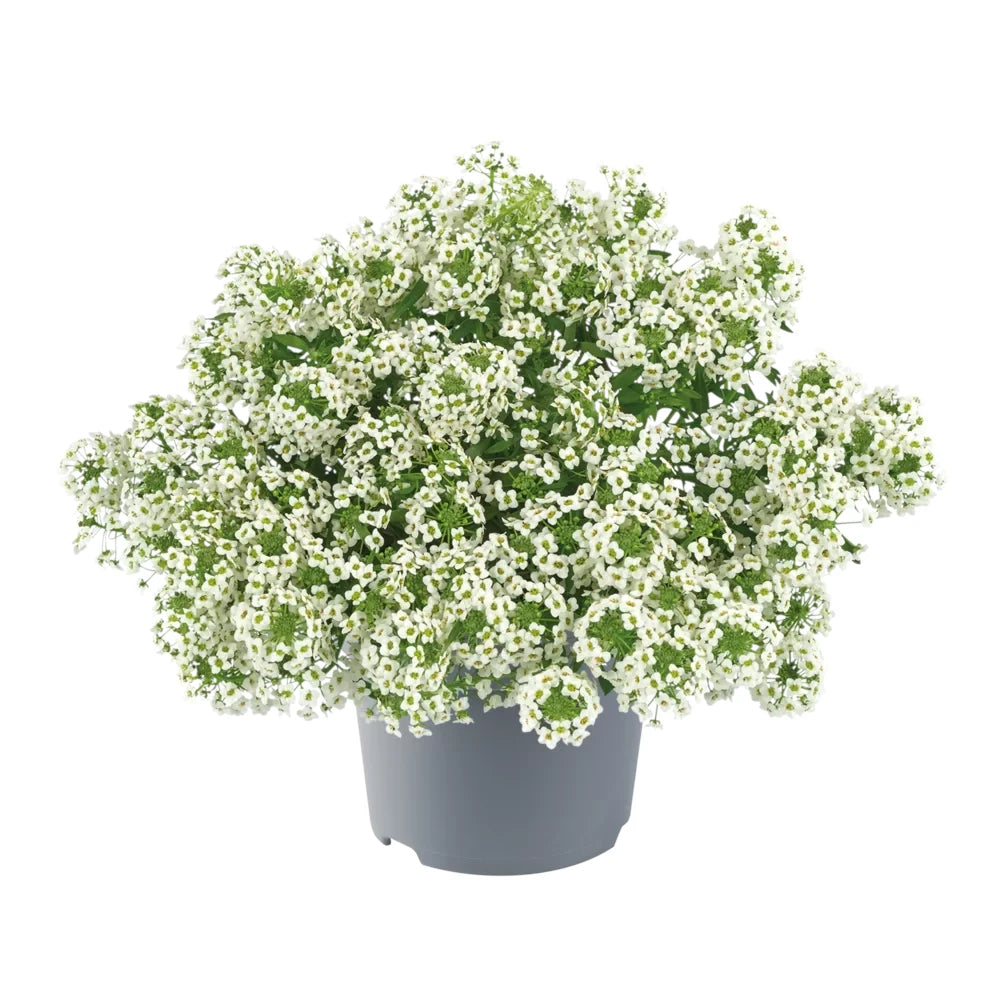 Lobularia Maritima