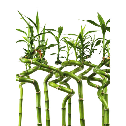 lucky bamboo