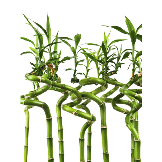 Lucky Bamboo - Pack de 5