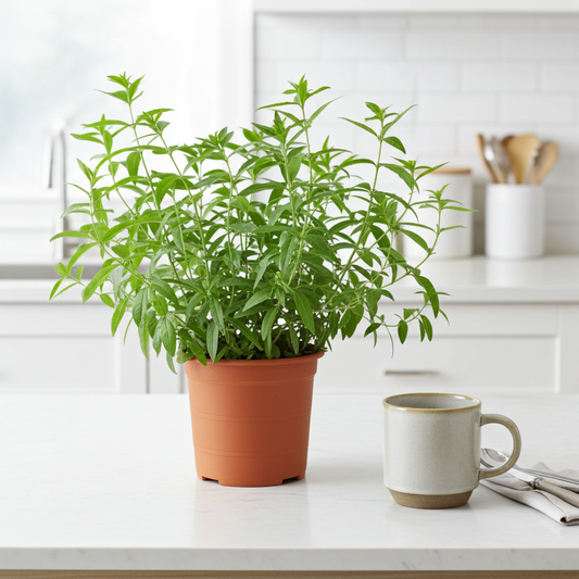 planta de hierba luisa