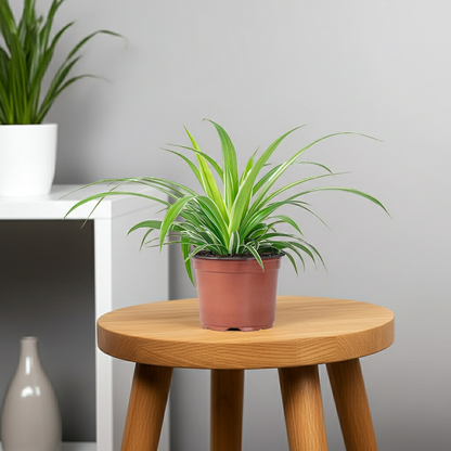planta araña