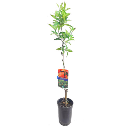 mandarino arbol