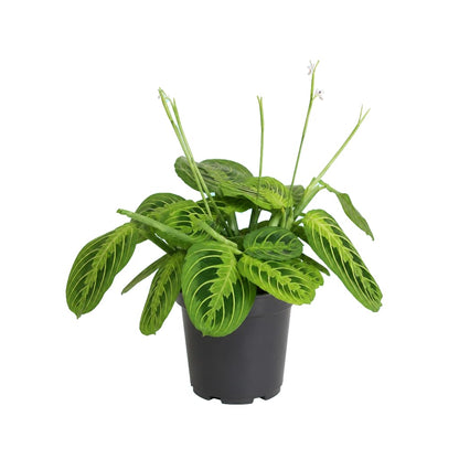 Maranta Leuconeura Lemon Lime · Ø12 cm · Altura 20 cm