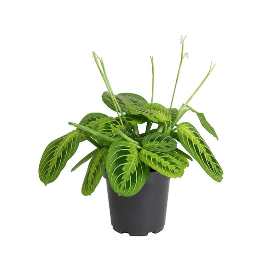 Maranta Leuconeura Lemon Lime · Ø12 cm · Altura 20 cm