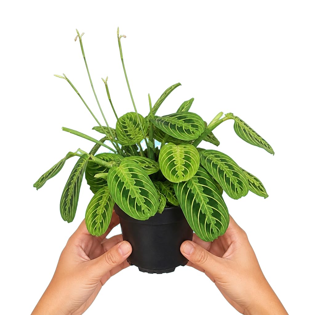 Maranta Leuconeura Lemon Lime · Ø12 cm · Altura 20 cm