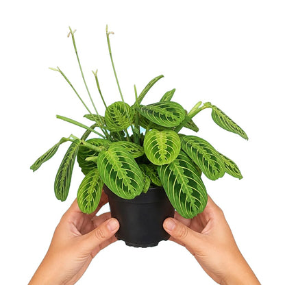 Maranta Leuconeura Lemon Lime · Ø12 cm · Altura 20 cm