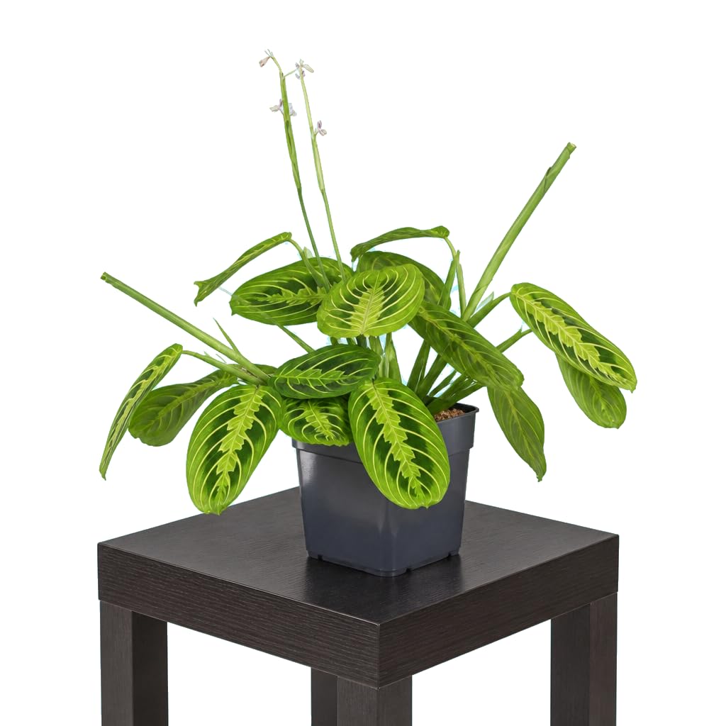 Maranta Leuconeura Lemon Lime · Ø12 cm · Altura 20 cm