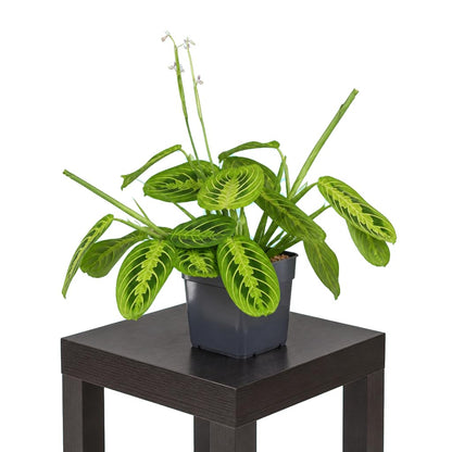 Maranta Leuconeura Lemon Lime · Ø12 cm · Altura 20 cm