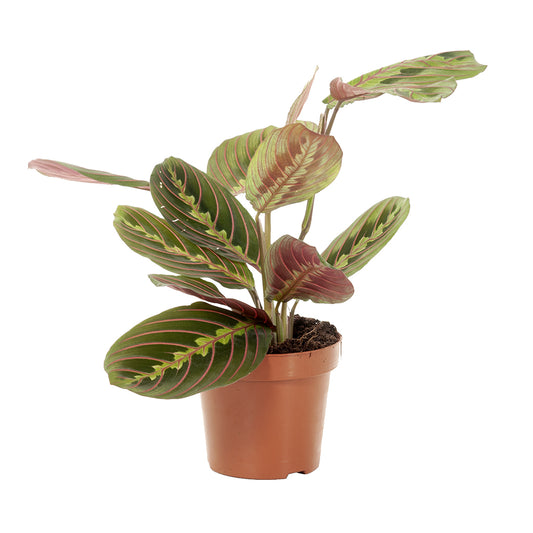Maranta Leuconeura Tricolor Planta Oración