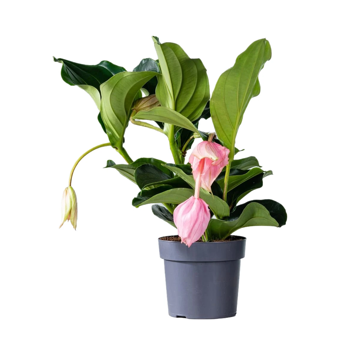 Medinilla Magnifica