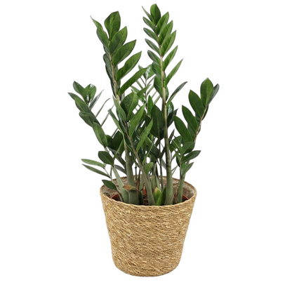 Zamioculcas Zamiifolia