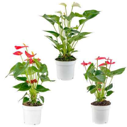pack anthurium