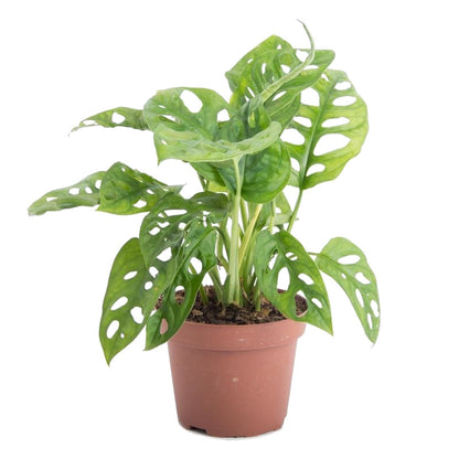 monstera adansonii