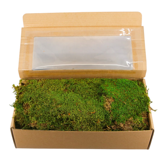 Musgo Plano Preservado 500g