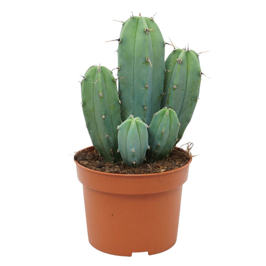Myrtillocactus Geometrizans