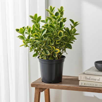 euonymus