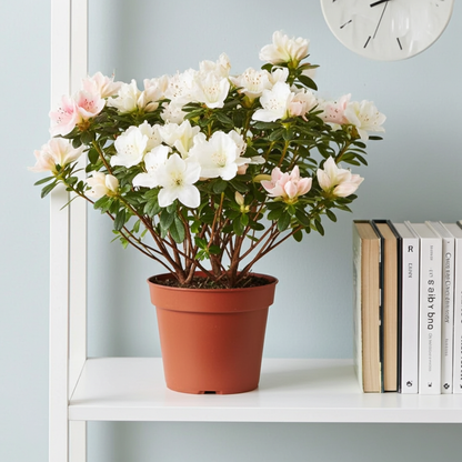 azalea blanca
