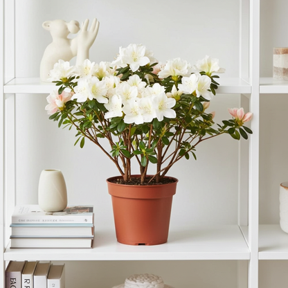 azalea planta viva