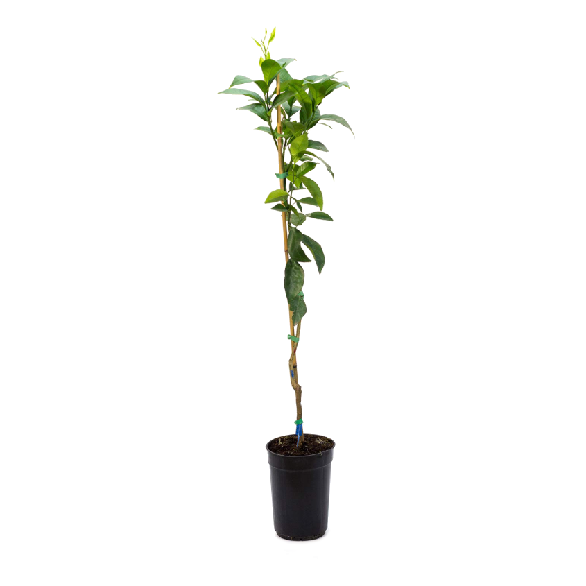 naranjo arbol