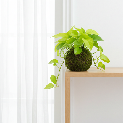 kokedama epipremnum neon