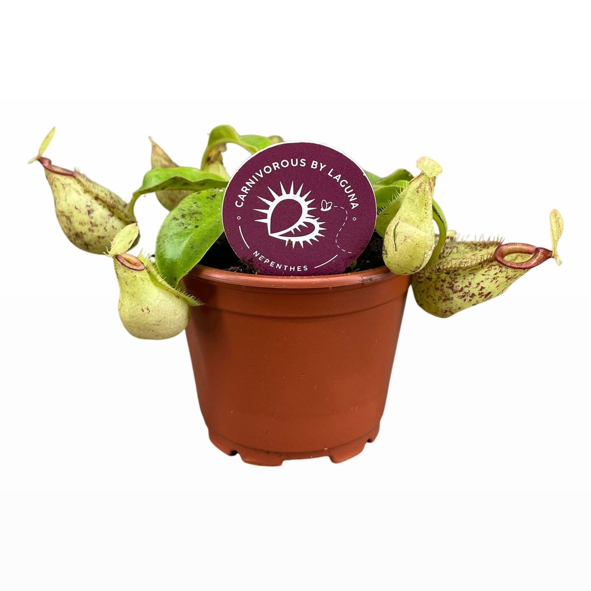Nepenthes