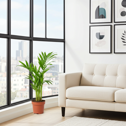 palmera areca