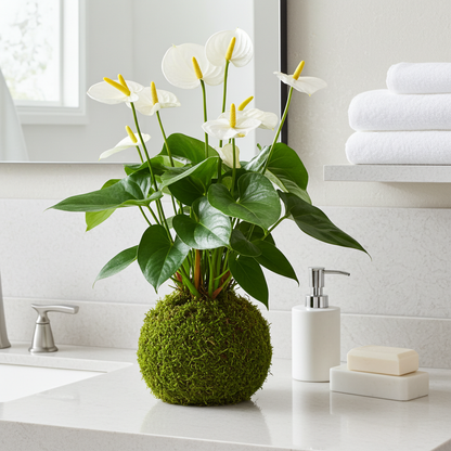 kokedama anthurium blanco